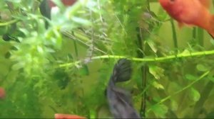 Супер меченосцы!