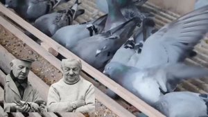 Les bienfaits d’une alimentation équilibrée pour les pigeons de course