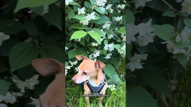 #dogs #собака #doglover #собаки #pets #dog #прикол #doglife #животные #смешныевидео #смешныеживотные