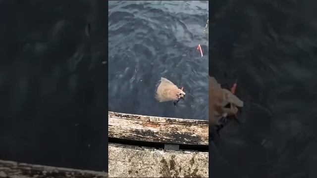 ПАЛТУС ЧТО ЛИ!??? #морскаярыбалка #рыбалкавнорвегии #палтус