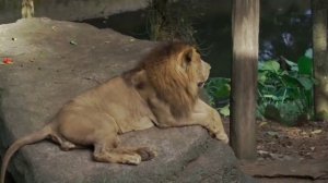 A for apple,Phonics Song with TWO Words, Sounds for Children,ABC Alphabet Song,abcd,phonics songs,6