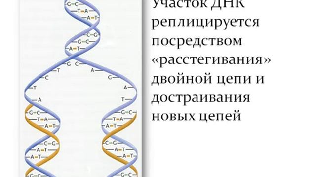 Биосинтез белка(9кл) смотреть онлайн