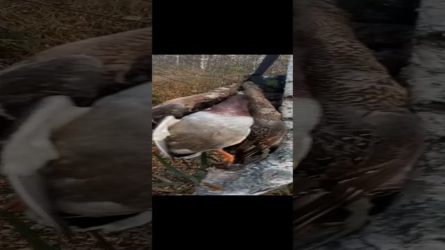 Охота на утку смотреть онлайн