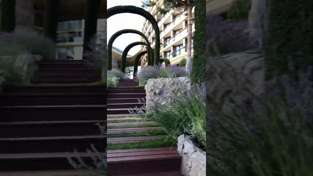 Лаванда на Территории отеля Мрия, Mriya Resort & Spa, Крым️ #крым #мрия