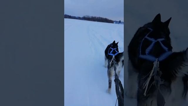 Гуляем с Тайсоном | Шепски (метис хаски) | 31.01.22 9 месяцев #хаски #шепски
