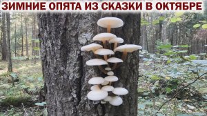 🍄ЗИМНИЕ ОПЯТА из СКАЗКИ в ОКТЯБРЕ 2024👉ПОШЛА РЯДОВКА ФИОЛЕТОВАЯ!