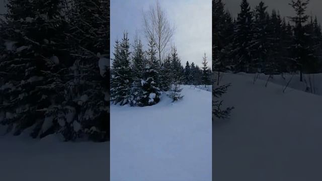 Гуляем. Тайсон | Шепски (метис хаски) | 9 месяцев 12.02.22 #хаски #шепски