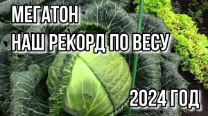 Рекорд по капусте. Свёкла от 20 июля 2024 года выросла.