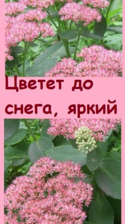 Несмотря на морозы, эти цветы украшают мои клумбы яркими соцветиями, посадите их и вы!