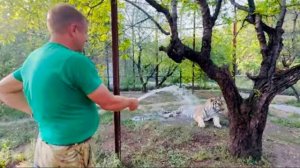 Человек-Лев, Олег Зубков ТАК КРАСИВО купает огромного тигра!