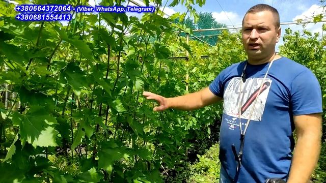Роботи, які потрібно провести перед важливою обробкою, після цвітіння винограду 2023