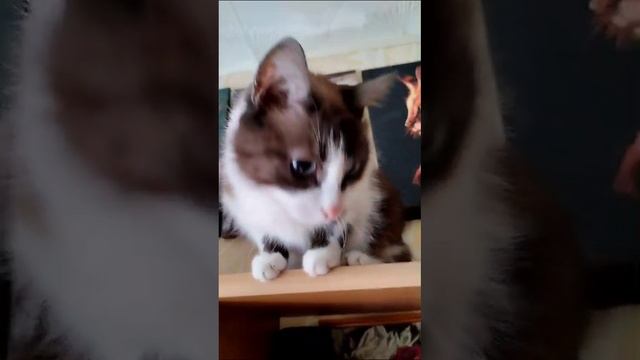 Кот Сема прыгнул со шкафа