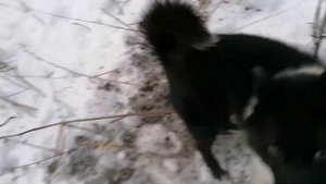 Охота с лайкой на куницу.