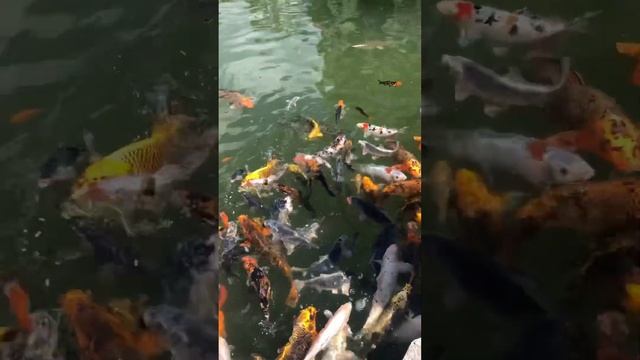 Рыбы Кои, Японский сад Mriya Resort & Spa, Крым️#кои #карп