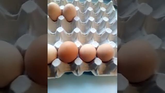 Отбор яиц на инкубации!Все правила. смотреть онлайн