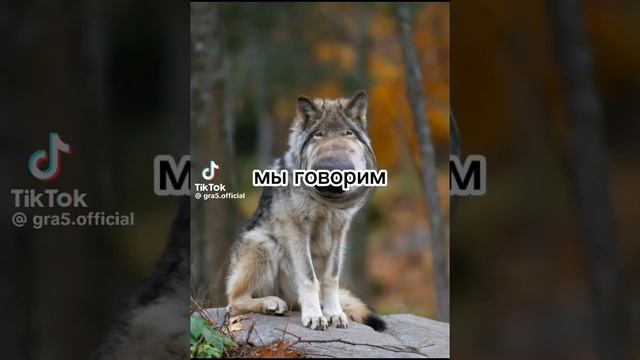 #цитаты