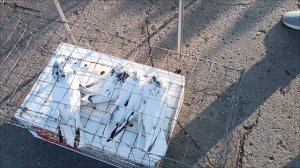 Голубедром