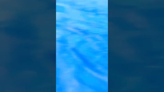 ПРЯМ ПОД НОСОМ#морскаярыбалка #скумбрия #рыбалка2023