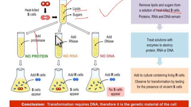 AVery Mac Leod & Mac carty Experiment -DNA as Genetic Material - Super Proof
