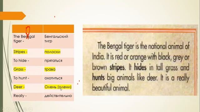 Spotlight 5, mod. 5a, Amazing Creatures, стр.66 смотреть онлайн