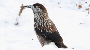 Птица кедровка