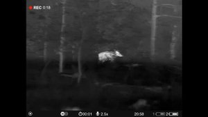 Охота на кабана.