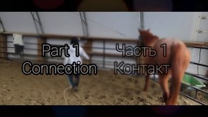 Как Правильно Играть с Лошадью|How to Play With A Horse