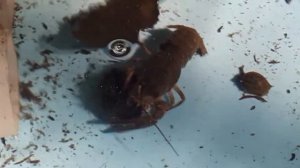 рак против улитки