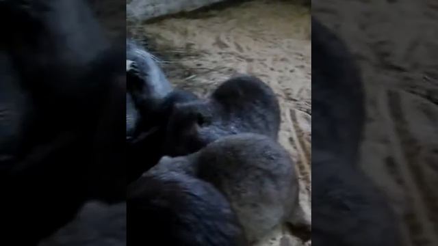 кормление нутрий смотреть онлайн