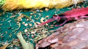 LEGO DINOSAURS 5 СЕРИЙ! Лего динозавры и jurassic world! Видео для детей.