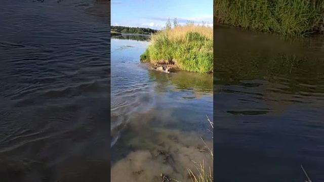 Научили немецкую овчарку плавать, сейчас из воды не вылазит | Шепски (метис хаски) #овчарка #шепски