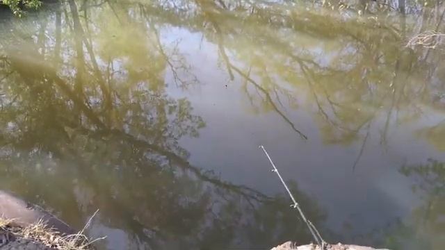Рыбалка Видео  ловля карася, окуня, плотвы, уклейки #карась #уклейка #плотва #окунь #трансляция