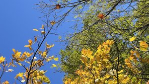 Осенний влог🍂 (окт. 2024)