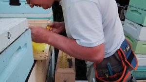 Работа с прививочным ящиком, перенос личинок китайским шпателем (26.06.2024)