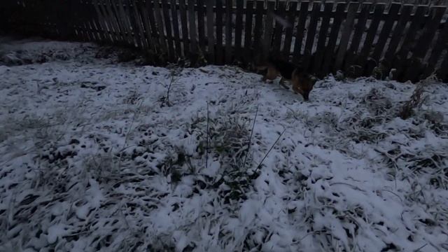 Ходим по двору. Линда и Тайсон
