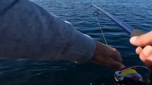 Я ЛОВЛЮ-ОНИ ВОРУЮТ!??? Морская рыбалка с берега. Норвегия.