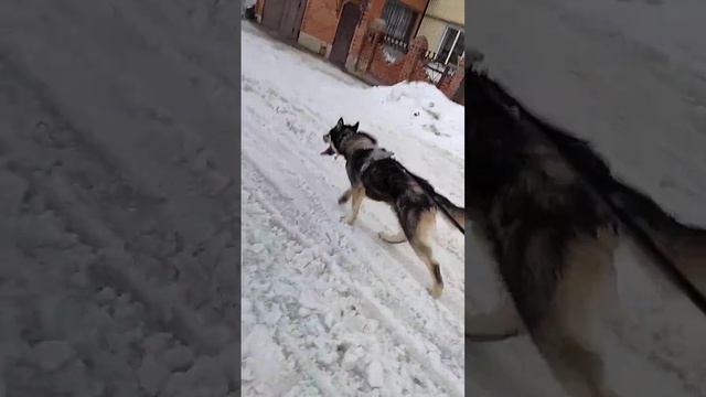 20 кг тащит. На улице плюс | Шепски (метис хаски)