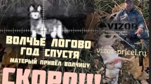 Охота на волка.Волчье логово, год прошел, волк вернулся не один.