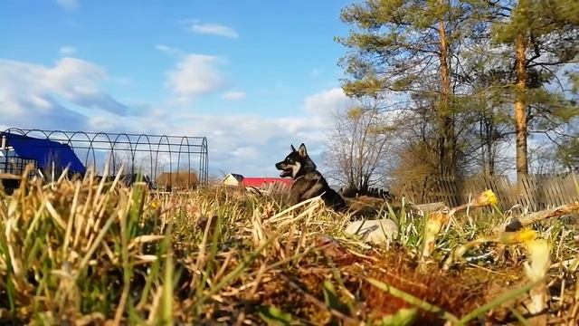 Сходит с ума. Тайсон | Шепски (метис хаски) | 11 месяцев 07.05.22 #хаски #шепски