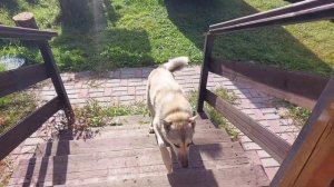 Полноценный рацион для щенкоа и лаек