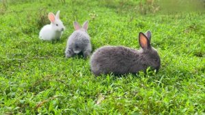 2CELLOS - They Don't Care About Us - Michael Jackson