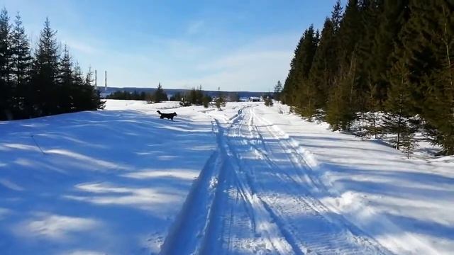 На что-то отвлёкся Тайсон? | Шепски (метис хаски) | 10 месяцев