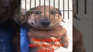 #мем #мелок
