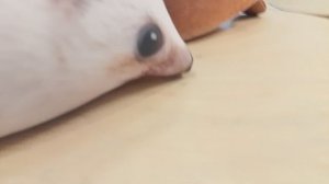 Шлёпа VS Хренобус | БЛОПТОП