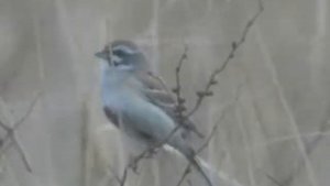 Овсянка Янковского - Emberiza jankowskii