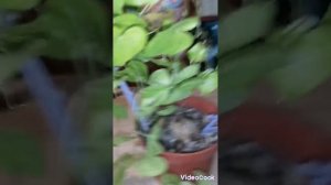 Диоскорея и Стефания ЭРЕКТА мои цветы октябрь 2024