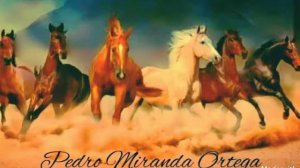 Corrido de DON PEDRO MIRANDA