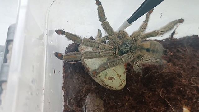 Псальмопеус кембридж древестник смотреть онлайн