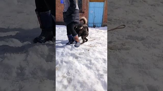 Спустя пол часа знакомство Тайсона с Милой (Кане корсо) | Шепски (метис хаски)
