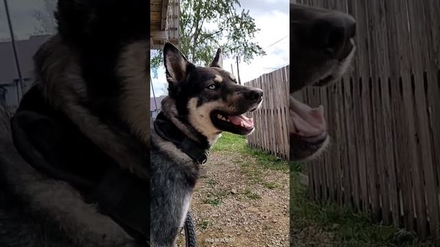 Тайсон | Шепски (метис хаски) #хаски #немецкаяовчарка #шепски #huskies #huskiesofficial #huskiesofig